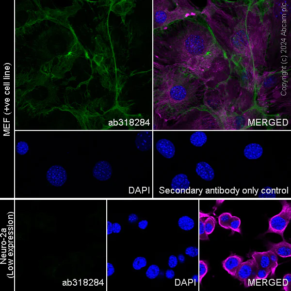 Immunocytochemistry/ Immunofluorescence - Anti-Heparan Sulfate Proteoglycan 2/Perlecan antibody [RM2059] - BSA and Azide free (AB318285)