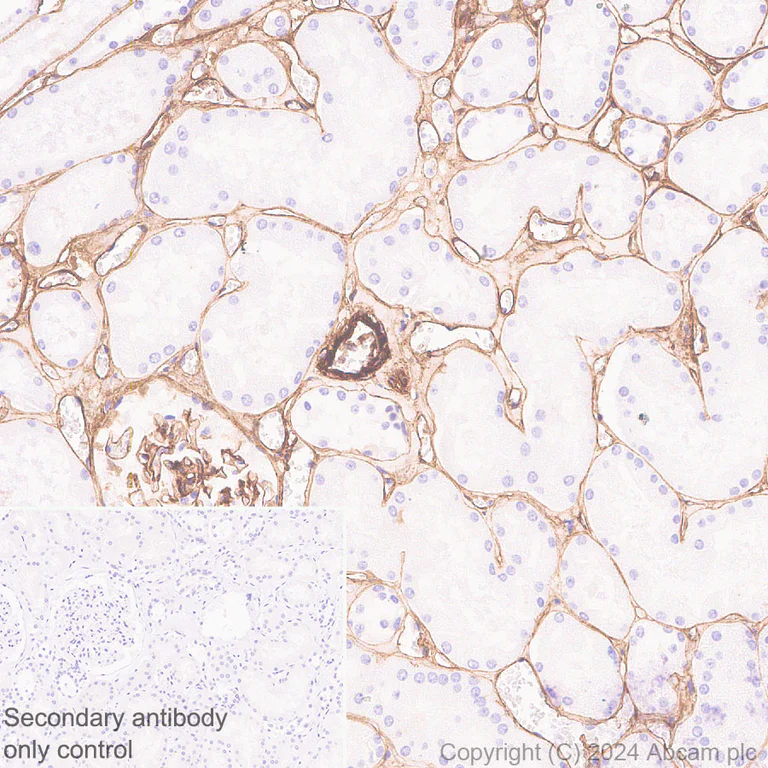 Immunohistochemistry (Formalin/PFA-fixed paraffin-embedded sections) - Anti-Heparan Sulfate Proteoglycan 2/Perlecan antibody [RM2059] - BSA and Azide free (AB318285)