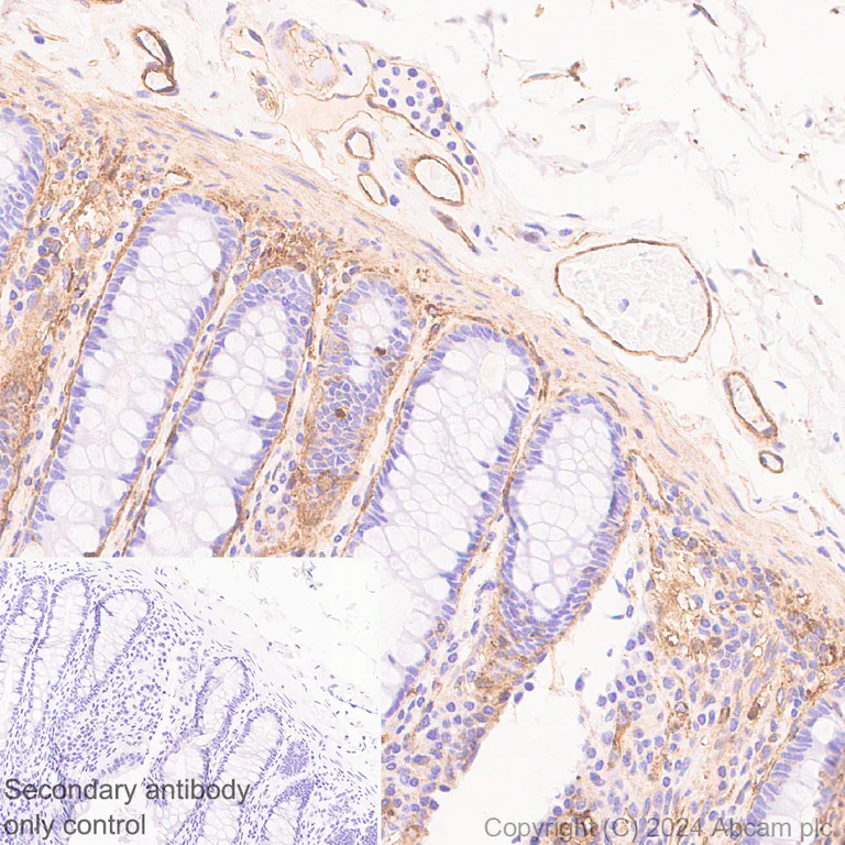 Immunohistochemistry (Formalin/PFA-fixed paraffin-embedded sections) - Anti-Heparan Sulfate Proteoglycan 2/Perlecan antibody [RM2059] - BSA and Azide free (AB318285)