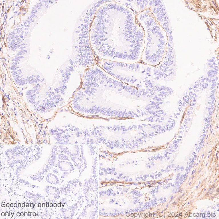 Immunohistochemistry (Formalin/PFA-fixed paraffin-embedded sections) - Anti-Heparan Sulfate Proteoglycan 2/Perlecan antibody [RM2059] - BSA and Azide free (AB318285)