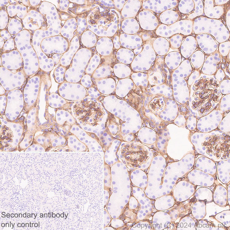 Immunohistochemistry (Formalin/PFA-fixed paraffin-embedded sections) - Anti-Heparan Sulfate Proteoglycan 2/Perlecan antibody [RM2059] - BSA and Azide free (AB318285)