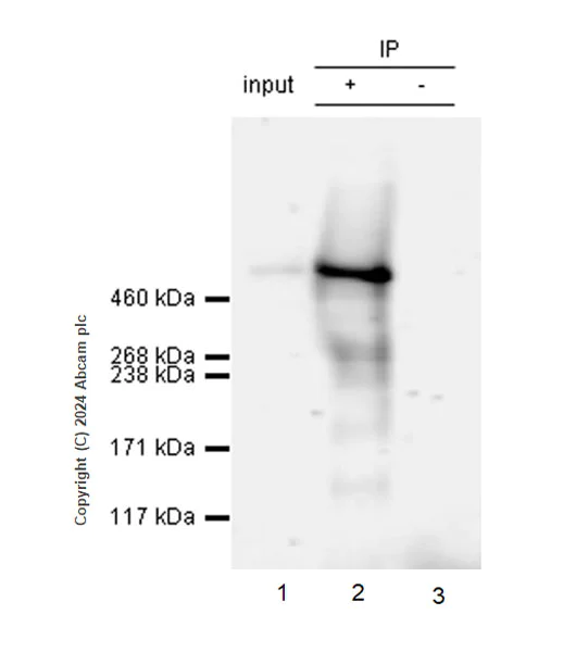 Immunoprecipitation - Anti-Heparan Sulfate Proteoglycan 2/Perlecan antibody [RM2059] - BSA and Azide free (AB318285)