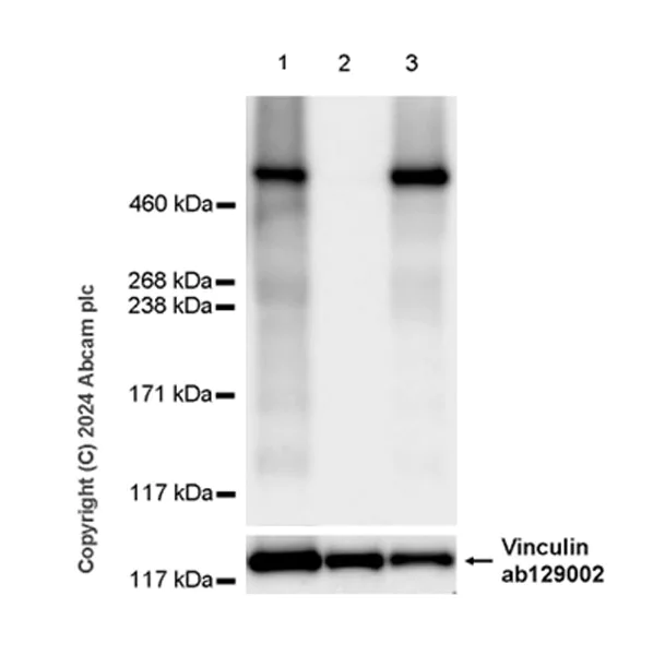 Western blot - Anti-Heparan Sulfate Proteoglycan 2/Perlecan antibody [RM2059] - BSA and Azide free (AB318285)
