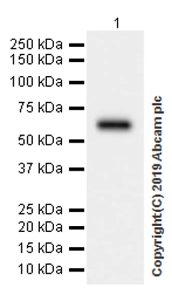 Western blot - Anti-Heparanase 1 antibody [EPR22365-230] (AB254254)