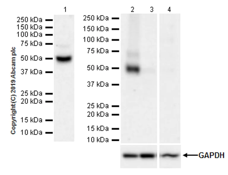 Western blot - Anti-Heparanase 1 antibody [EPR22365-230] (AB254254)
