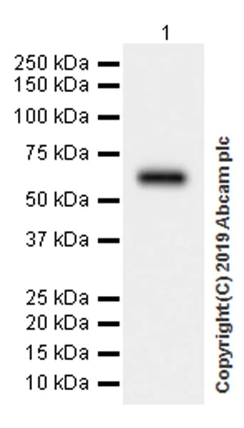 Western blot - Anti-Heparanase 1 antibody [EPR22365-230] - BSA and Azide free (AB255285)