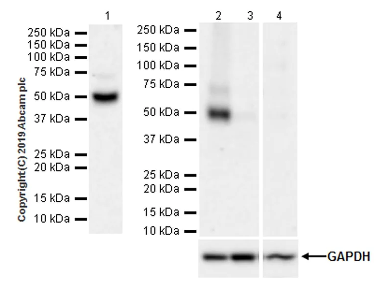 Western blot - Anti-Heparanase 1 antibody [EPR22365-230] - BSA and Azide free (AB255285)