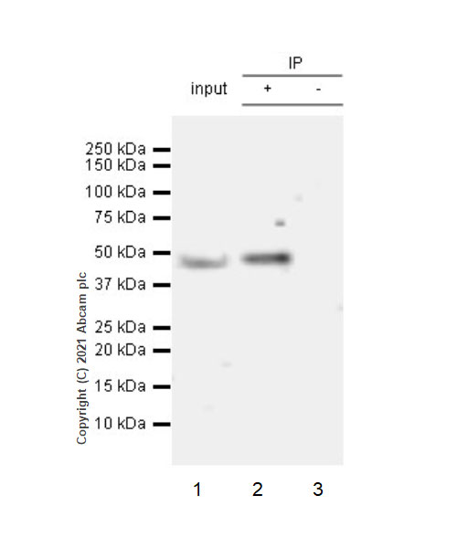 Immunoprecipitation - Anti-Heparanase 1 antibody [EPR25303-58] (AB288438), expandable thumbnail