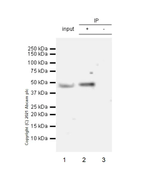 Immunoprecipitation - Anti-Heparanase 1 antibody [EPR25303-58] (AB288438)