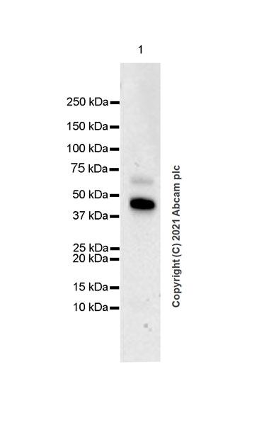 Western blot - Anti-Heparanase 1 antibody [EPR25303-58] (AB288438), expandable thumbnail