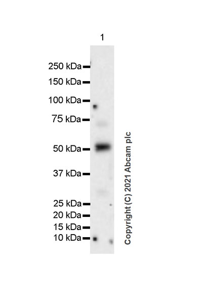 Western blot - Anti-Heparanase 1 antibody [EPR25303-58] (AB288438), expandable thumbnail