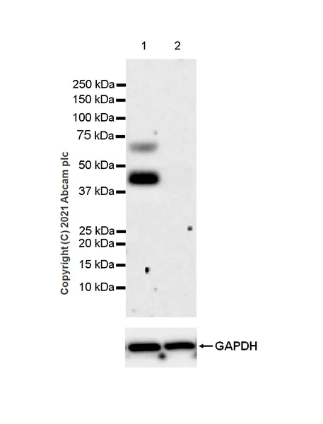 Western blot - Anti-Heparanase 1 antibody [EPR25303-58] (AB288438)