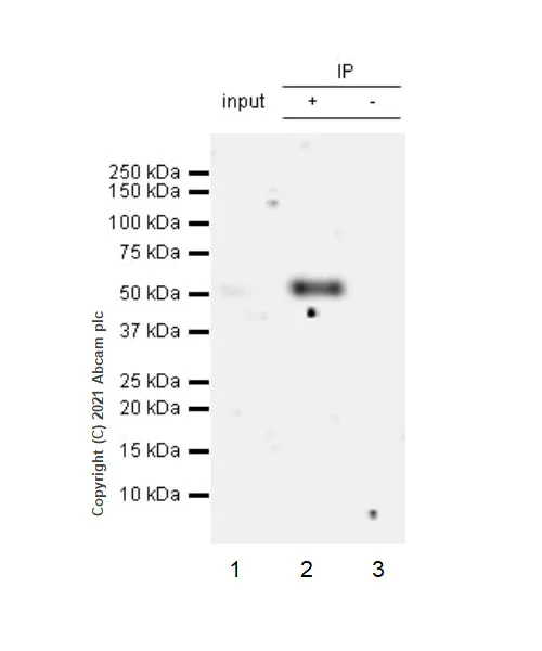 Immunoprecipitation - Anti-Heparanase 1 antibody [EPR25303-58] - BSA and Azide free (AB288447)