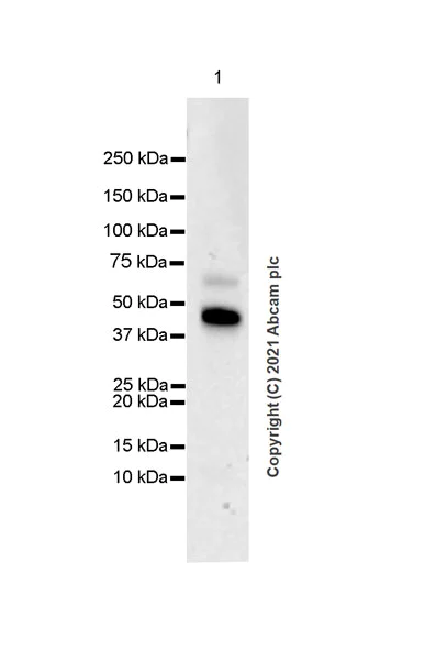 Western blot - Anti-Heparanase 1 antibody [EPR25303-58] - BSA and Azide free (AB288447)