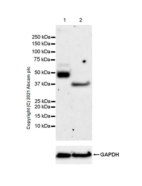 Western blot - Anti-Heparanase 1 antibody [EPR25303-58] - BSA and Azide free (AB288447)