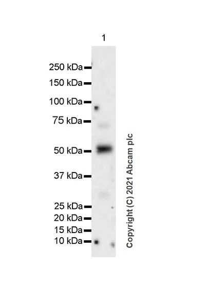 Western blot - Anti-Heparanase 1 antibody [EPR25303-58] - BSA and Azide free (AB288447)
