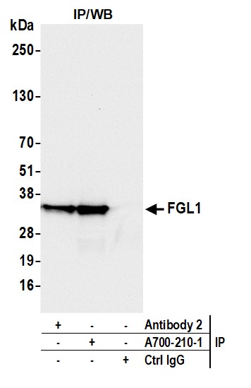 Immunoprecipitation - Anti-Hepassocin/FGL1 antibody [BLR210K] - BSA free (AB314078), expandable thumbnail