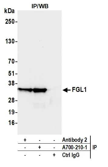 Immunoprecipitation - Anti-Hepassocin/FGL1 antibody [BLR210K] - BSA free (AB314078)