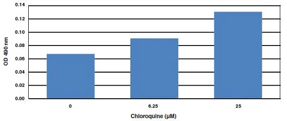 Functional Studies - Hepatic Lipid Accumulation/ Steatosis Assay Kit (AB133131)