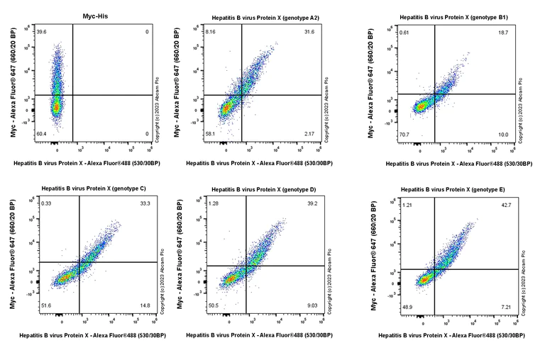 Flow Cytometry (Intracellular) - Anti-Hepatitis B virus Protein X antibody [EPR27041-49] - BSA and Azide free (AB309353)