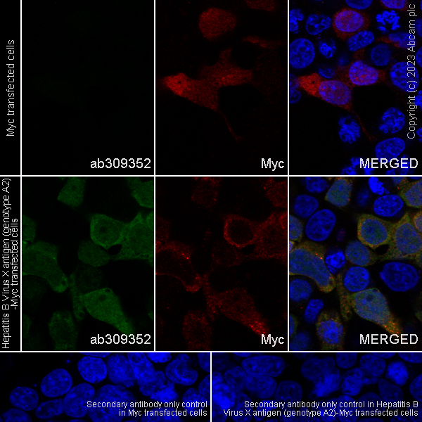 Immunocytochemistry/ Immunofluorescence - Anti-Hepatitis B virus Protein X antibody [EPR27041-49] - BSA and Azide free (ab309353), expandable thumbnail