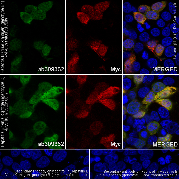 Immunocytochemistry/ Immunofluorescence - Anti-Hepatitis B virus Protein X antibody [EPR27041-49] - BSA and Azide free (ab309353), expandable thumbnail