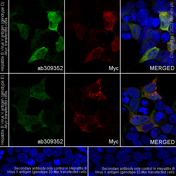 Immunocytochemistry/ Immunofluorescence - Anti-Hepatitis B virus Protein X antibody [EPR27041-49] - BSA and Azide free (ab309353), expandable thumbnail