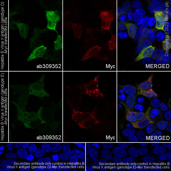 Immunocytochemistry/ Immunofluorescence - Anti-Hepatitis B virus Protein X antibody [EPR27041-49] - BSA and Azide free (AB309353)