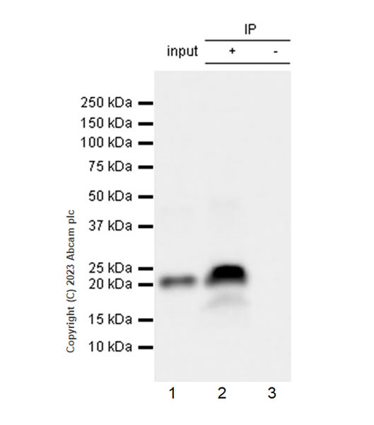 Immunoprecipitation - Anti-Hepatitis B virus Protein X antibody [EPR27041-49] - BSA and Azide free (AB309353), expandable thumbnail