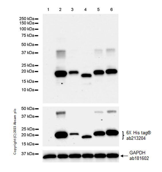 Western blot - Anti-Hepatitis B virus Protein X antibody [EPR27041-49] - BSA and Azide free (AB309353), expandable thumbnail