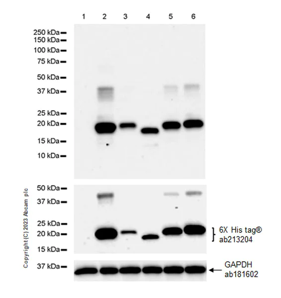 Western blot - Anti-Hepatitis B virus Protein X antibody [EPR27041-49] - BSA and Azide free (AB309353)