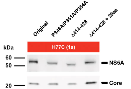Western blot - Anti-Hepatitis C Virus NS5a antibody [H26] (AB13833)