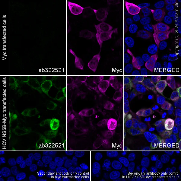 Immunocytochemistry/ Immunofluorescence - Anti-Hepatitis C Virus region NS5B antibody [1A4] - BSA and Azide free (AB324826)