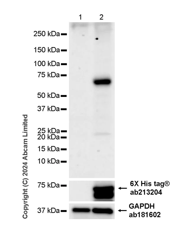 Western blot - Anti-Hepatitis C Virus region NS5B antibody [1A4] - BSA and Azide free (AB324826)