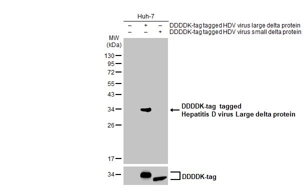 Western blot - Anti-Hepatitis D virus Large delta protein antibody [HL1051] (AB308336), expandable thumbnail