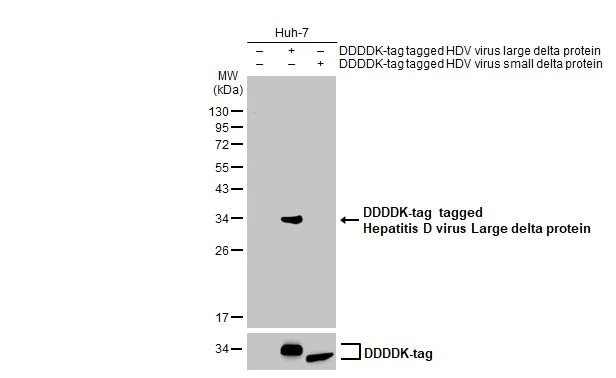 Western blot - Anti-Hepatitis D virus Large delta protein antibody [HL1051] (AB308336)