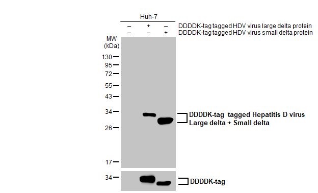 Western blot - Anti-Hepatitis D virus Large delta + Small delta protein antibody [HL1053] (AB308337), expandable thumbnail