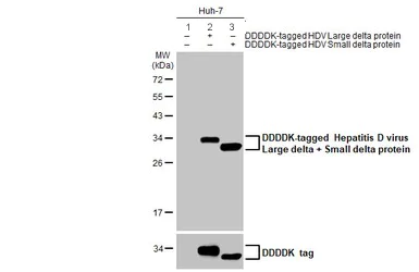 Western blot - Anti-Hepatitis D virus Large delta + Small delta protein antibody [HL1053] (AB308337)