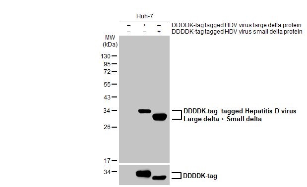 Western blot - Anti-Hepatitis D virus Large delta + Small delta protein antibody [HL1055] (AB308391), expandable thumbnail