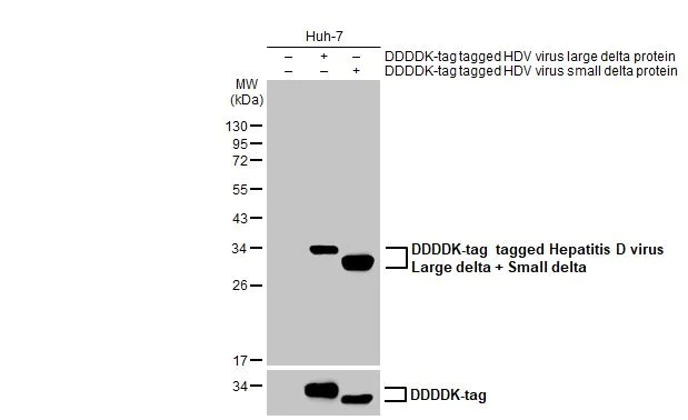 Western blot - Anti-Hepatitis D virus Large delta + Small delta protein antibody [HL1055] (AB308391)