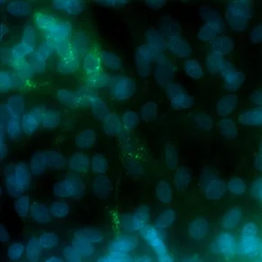 Immunocytochemistry/ Immunofluorescence - Anti-Hepatitis E Virus antibody [5F3] (AB233244)