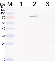 Western blot - Anti-Hepatitis E Virus antibody [5F3] (AB233244)