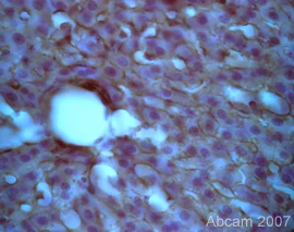 Immunohistochemistry (Formalin/PFA-fixed paraffin-embedded sections) - Anti-Hepcidin-25 antibody (AB30760)
