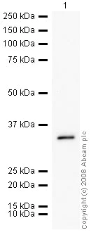 Western blot - Anti-Hepcidin-25 antibody (AB30760)