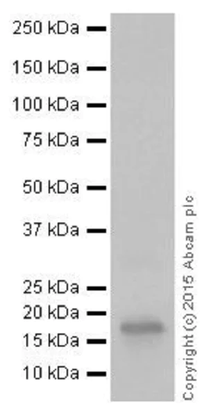 Western blot - Anti-Hepcidin-25 antibody [EPR18074] (AB187778)