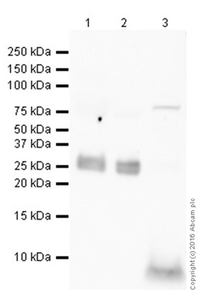 Western blot - Anti-Hepcidin-25 antibody [EPR18074] - BSA and Azide free (AB238974)