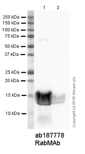 Western blot - Anti-Hepcidin-25 antibody [EPR18074] - BSA and Azide free (AB238974)