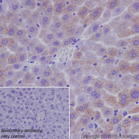 Immunohistochemistry (Formalin/PFA-fixed paraffin-embedded sections) - Anti-Hepcidin + Hepcidin-2 antibody [EPR18937] (AB190775), expandable thumbnail