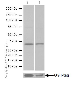 Western blot - Anti-Hepcidin + Hepcidin-2 antibody [EPR18937] (AB190775), expandable thumbnail