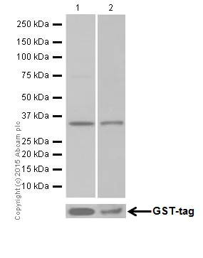Western blot - Anti-Hepcidin + Hepcidin-2 antibody [EPR18937] (AB190775)